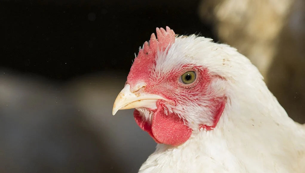 PASTURE RAISED CHICKEN SADES ACRES