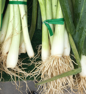 GARDEN, GREEN ONIONS
