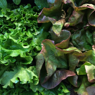 GARDEN, LETTUCE