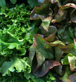 GARDEN, RED RUSSIAN KALE