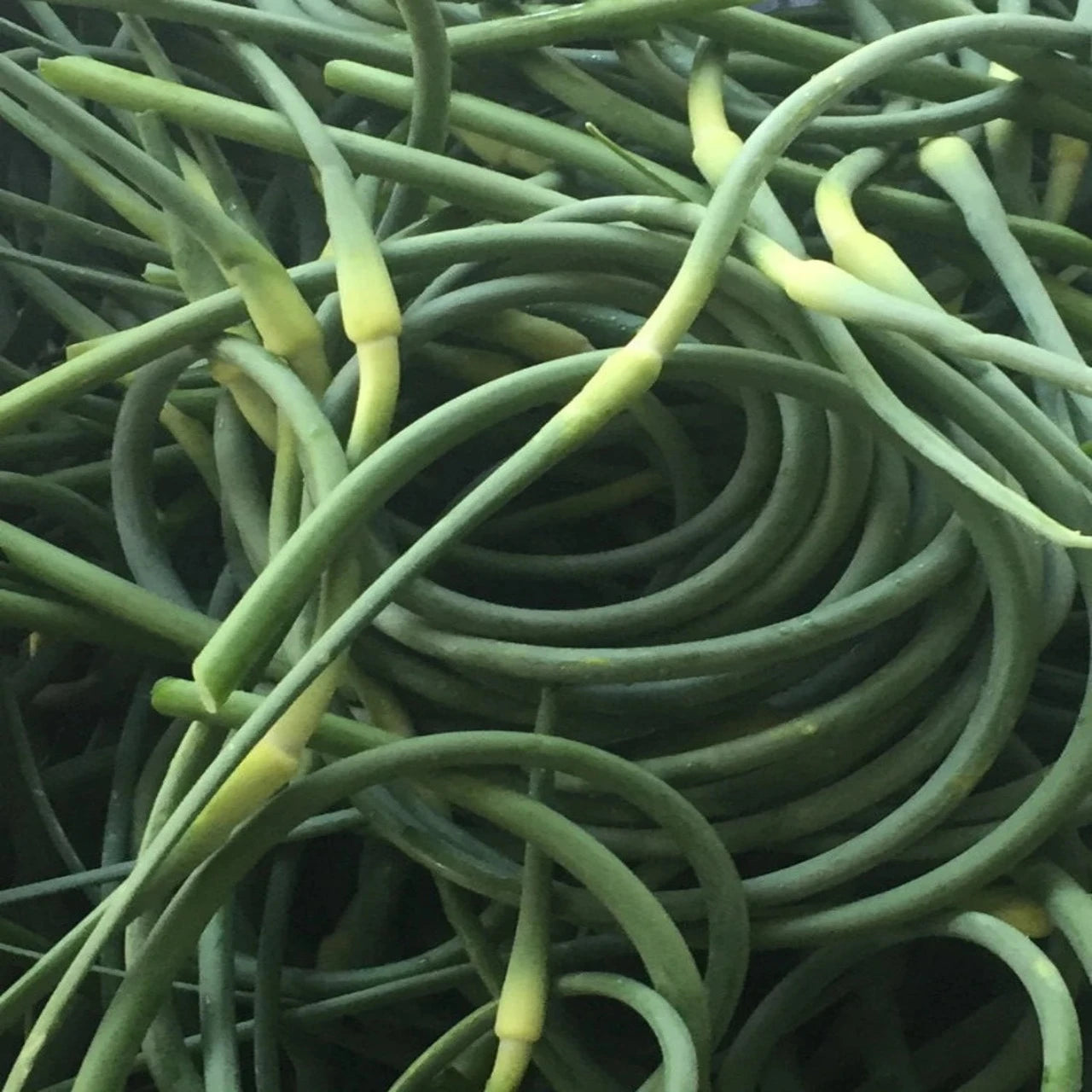 GARDEN, GARLIC SCAPES