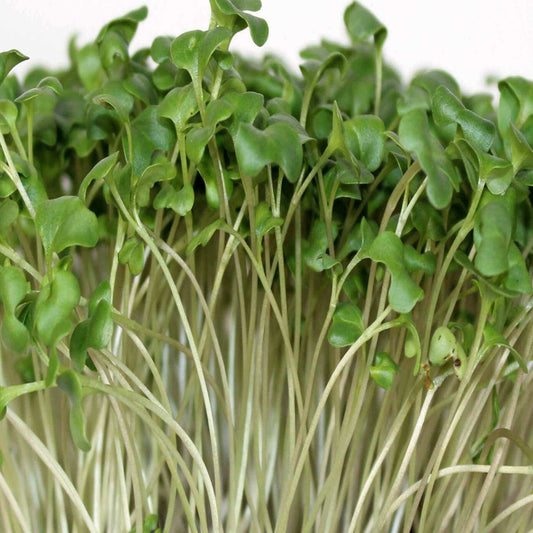 GARDEN, MICROGREENS BROCCOI