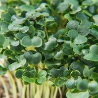 GARDEN, MICROGREENS KALE