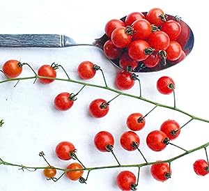 GARDEN, CHERRY TOMATOES
