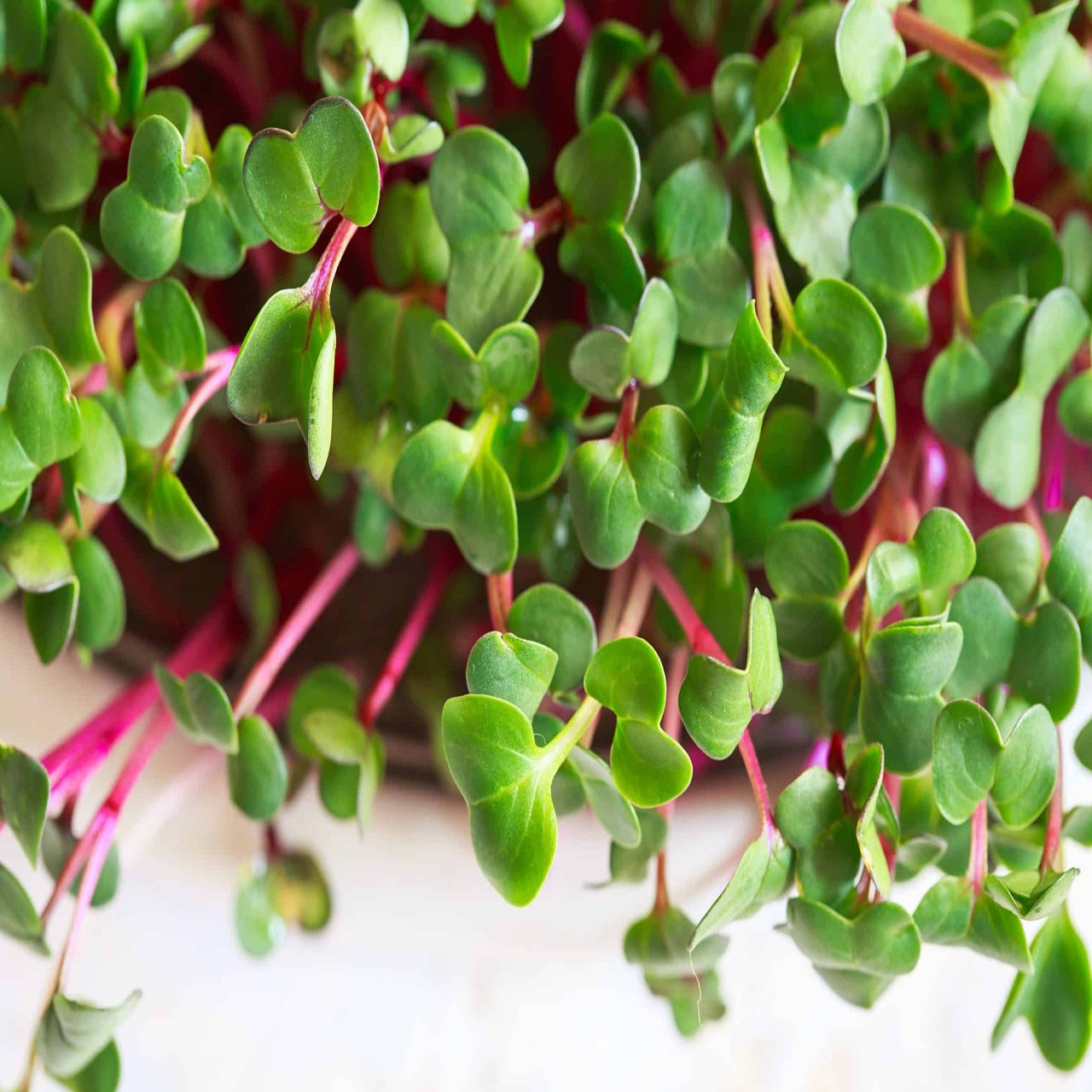 GARDEN, MICROGREENS RAINBOW RADISH