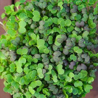 GARDEN, MICROGREENS EASTERN ASIAN