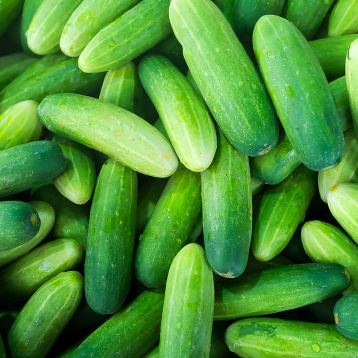GARDEN, CUCUMBER